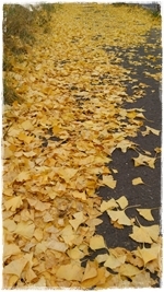11.6銀杏 道路.JPG